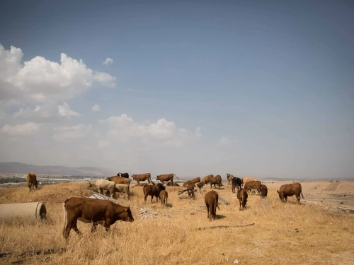 Cows graze in the Jewish community of Shadmot Mehola in the Jordan Valley, Oct. 8, 2017. Photo by Hadas Parush/Flash90.