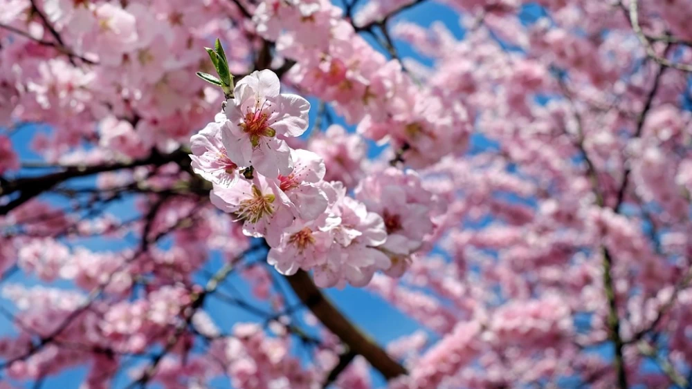 Blossoming Japanese cherry trees. Credit: Pixabay.