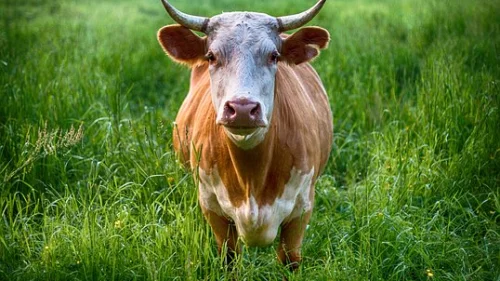 Bull. Credit: Pixbay.