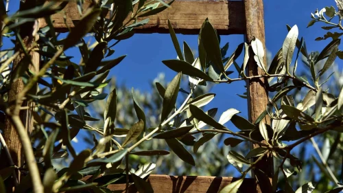 Olive Trees