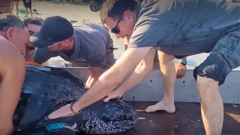 INPA workers loading a leatherback sea turtle onto a trailer on Tel Dor Beach, Israel on Oct. 9, 2024. Photo courtesy of INPA.