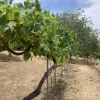 A Ramat HaNadiv vineyard that uses traditional cultivation methods. Credit: Shulamit Miller