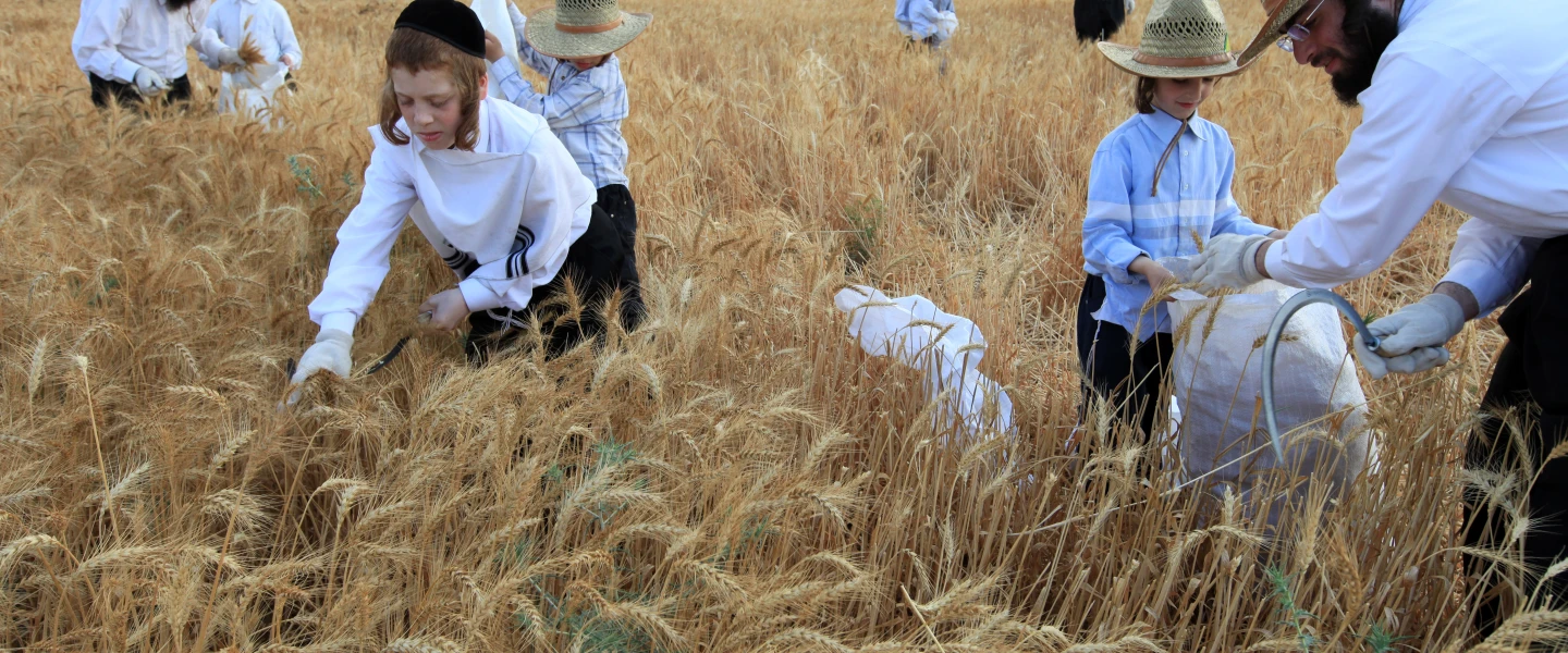 Haredi Jews follow an ancient biblical command and harvest wheat with a hand sickle in a field near the central Israeli town of Modi’in. They will store the wheat for almost a year and then use it to grind flour to make unleavened bread for the weeklong Passover holiday. May 24, 2009. Photo by Nati Shohat/Flash90.