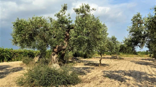 Olive tress. Credit: Pixabay.