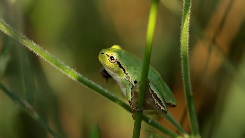 A frog sitting on a branch. Source: Pixabay.
