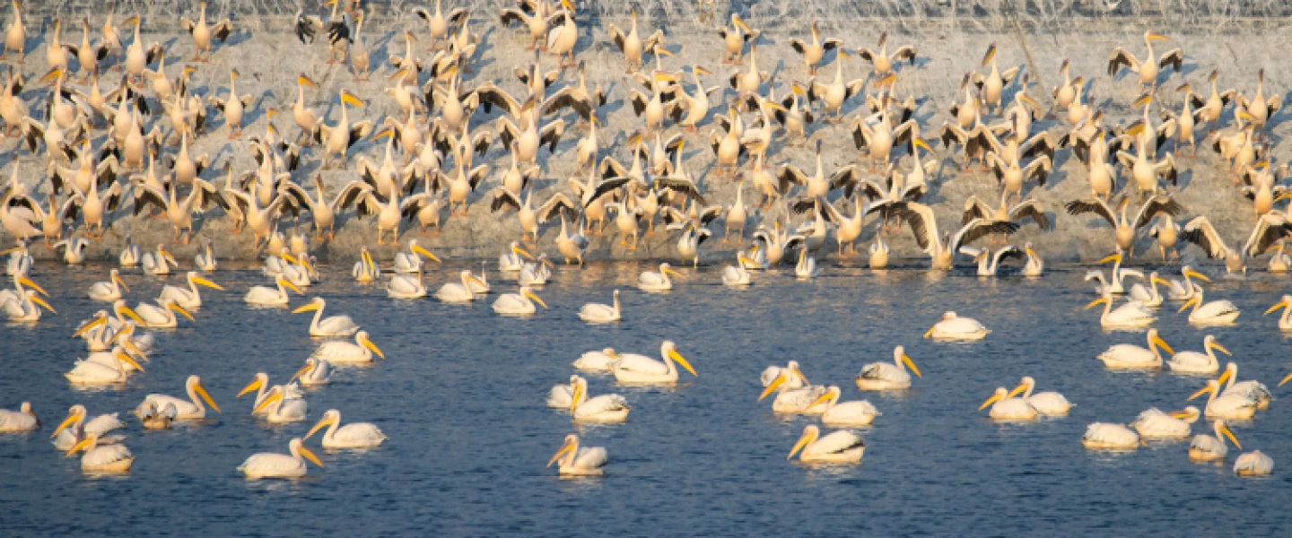 Great white pelicans at a water reservoir in the Hefer valley, north of Tel Aviv, on September 30, 2021. Photo by Moshe Shai/Flash90.