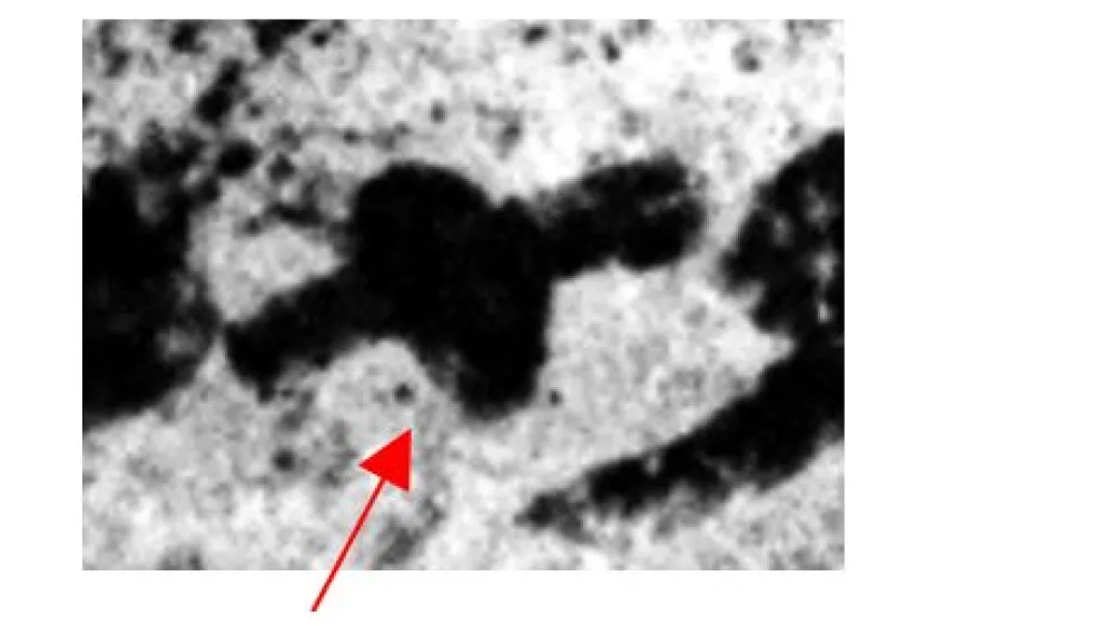 Examples of different shapes, slants, relative length, width and intersection points of the horizontal and vertical shaft of the letter taw. Photo Credit: Yana Gerber; the Institute of Archaeology, Tel Aviv University and the Israel Antiquities Authority.