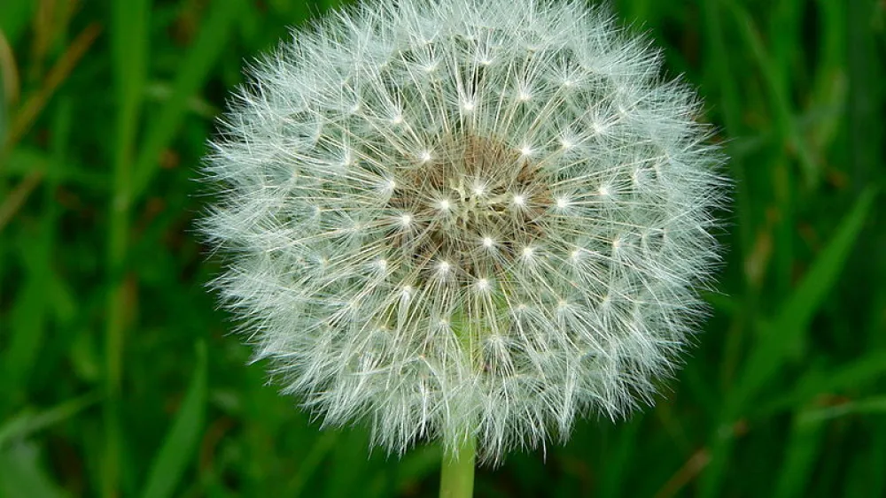 Dandelion