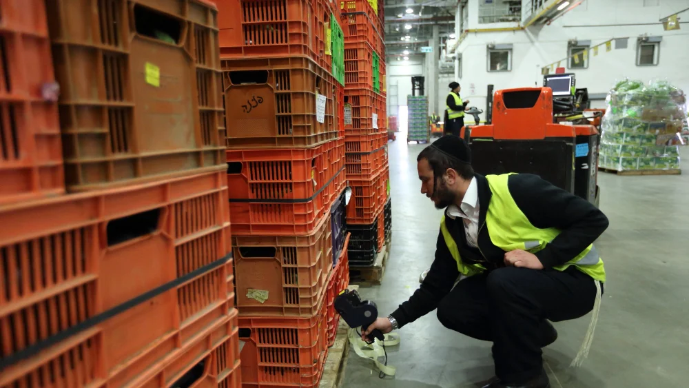 A “mashgiach” kashrut supervisor visits Bikurey Hasade, an Israeli company that grows, markets and distributes fresh fruits and vegetables, March 20, 2016. Photo by Yaakov Naumi/Flash90.