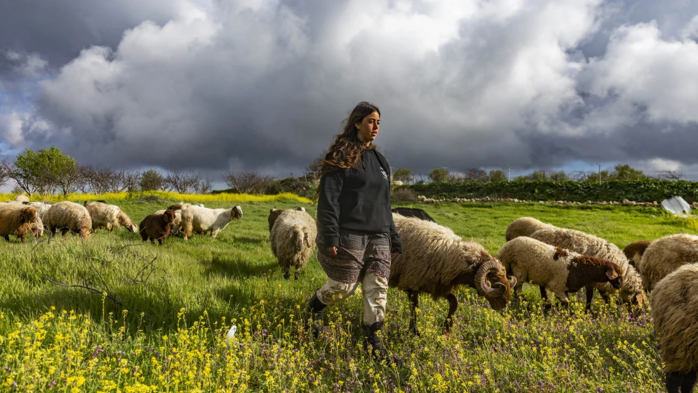 A young shepherd tends to sheep and goats grazing in a field of wildflowers at the Gefen Ami Farm in the Hebron foothills in Judea and Samaria, Feb. 24, 2026. Photo by Chaim Goldberg/Flash90.