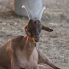 Click photo to download. Caption: One of the stolen goats found by the HaShomer HaChadash (“The New Guardian” in Hebrew) organization. Credit: Courtesy Jewish National Fund.