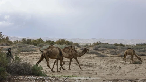 A herd of camels near the Dead Sea, Jan. 9, 2026. Photo by Jamal Awad/Flash90.
