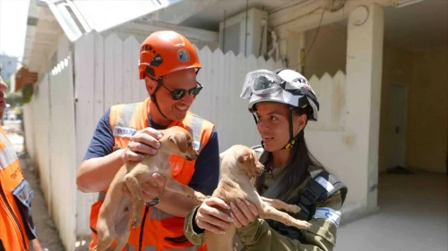 Two puppies rescued from a building destroyed in an Iranian missile strike in Bat Yam, June 17, 2025. Credit: Vadim Action.