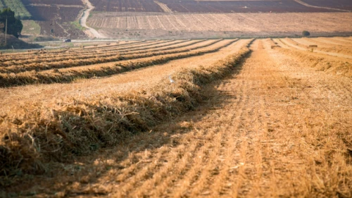 Collecting hay piles for bales in central Israel. Aug. 20, 2018. Photo by Anat Hermony/Flash90.
