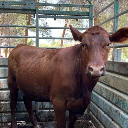 The red heifer in its new home at the Ancient Shiloh heritage site. Credit: Binyamin Regional Council.