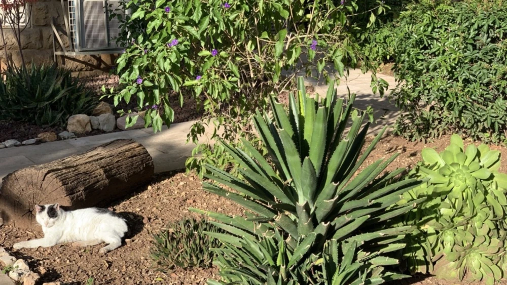 A bucolic scene on Binyamin mi-Tudela Street in Jerusalem. Photo by Tess Levy.
