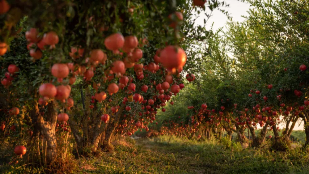 A pomegranate orchard in Kfar Achim. Photo by Mila Aviv/Flash90