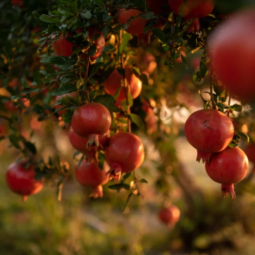 Pomegranates in Kfar Achim on Sept. 8, 2019. Photo by Mila Aviv/Flash90.