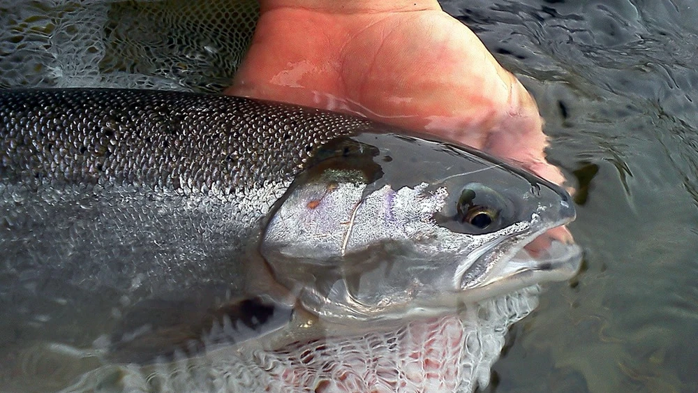 Steelhead Trout