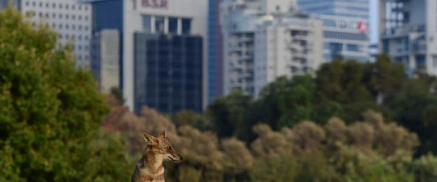 A jackal is seen at Yarkon Park in Tel Aviv, Sept. 3, 2022. Photo by Tomer Neuberg/Flash90.