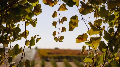 Credit: Laura Ben-David.