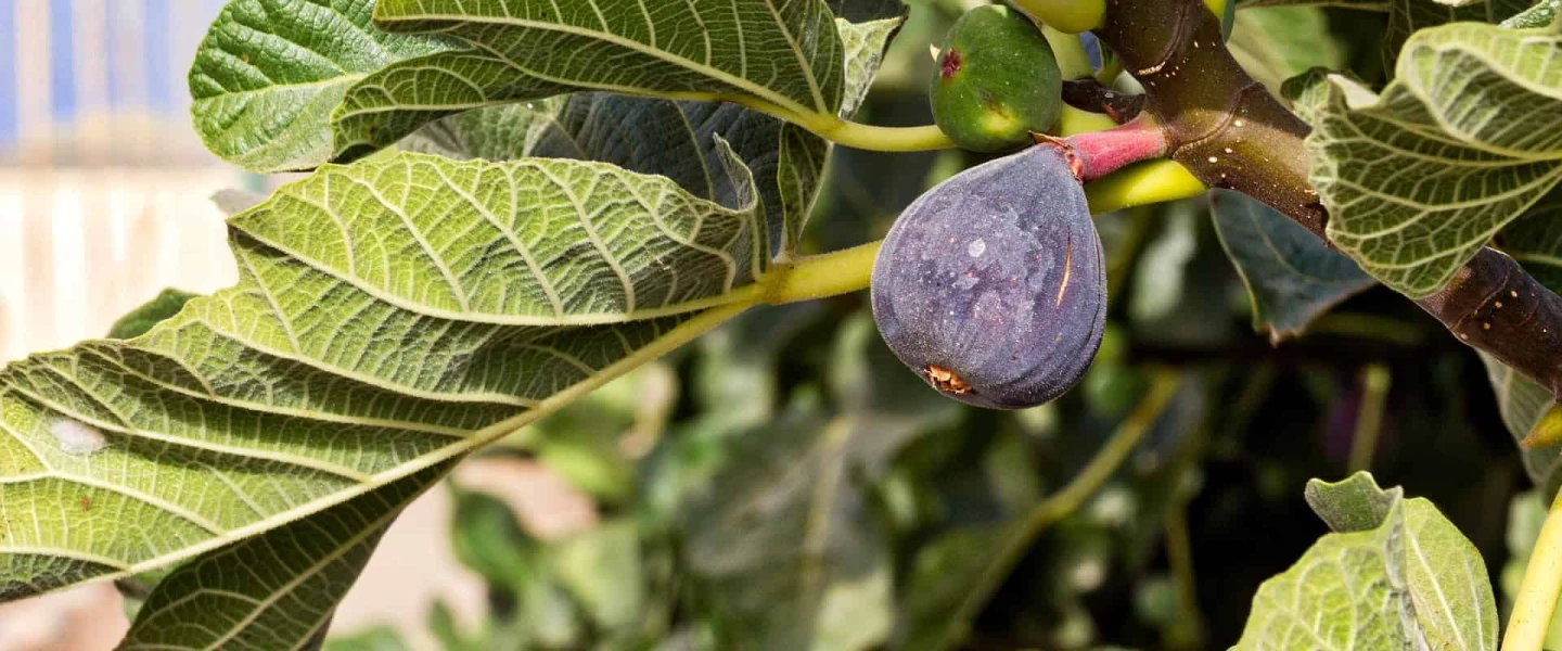 Fig Tree