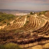 Vineyards outside the Jewish community of Alon Shvut in the Gush Etzion region of Judea, Nov. 24, 2020. Photo by Gershon Elinson/Flash90.