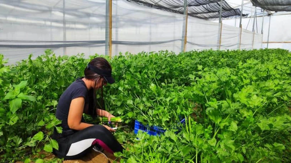 A volunteer helps with the harvest at the Yemini farm at Moshav Mavki’im, near the Gaza Strip, Nov 6, 2023. Photo by Keren Perelman/TPS.