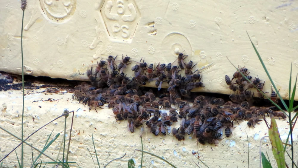 Tasks to maintain the hive are performed by the worker bees. Photo by Carin M. Smilk.