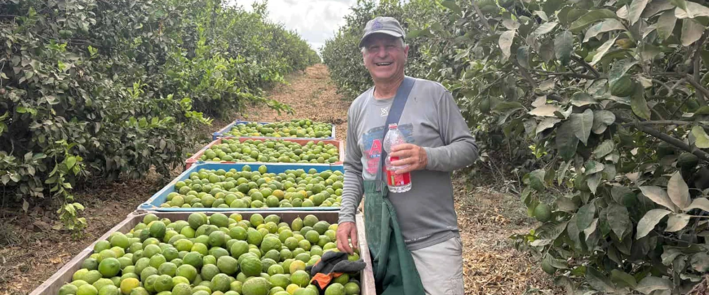 Volunteer Robert Freibaum picks lemons in the south, October 2025. Credit: Robert Freibaum.