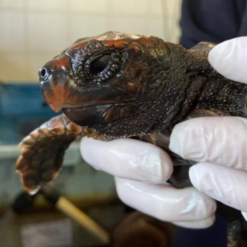 A sea turtle encrusted with tar from a spill off Israel’s coast. Photo courtesy of Israel National Sea Turtle Rescue Center.