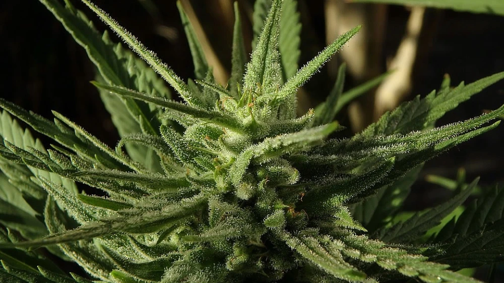 Cannabis. Credit: Max Pixel/Creative Commons.