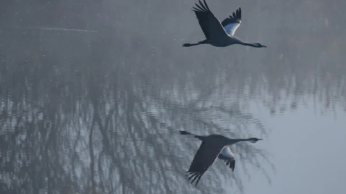 Cranes seen at the Hula Valley lake in northern Israel on Jan. 26, 2023. Photo by Tomer Neuberg/Flash90.