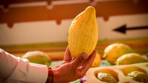 The “etrog” (citron), one of the “Four Species” or “Four Kinds,” on sale at a market in the northern Israeli city of Tzfat, ahead of the holiday of Sukkot, Oct. 10, 2019. Photo by David Cohen/Flash90.