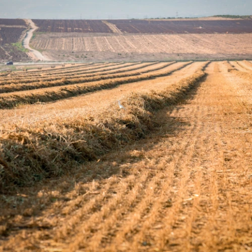 Collecting hay piles for bales in central Israel. Aug. 20, 2018. Photo by Anat Hermony/Flash90.