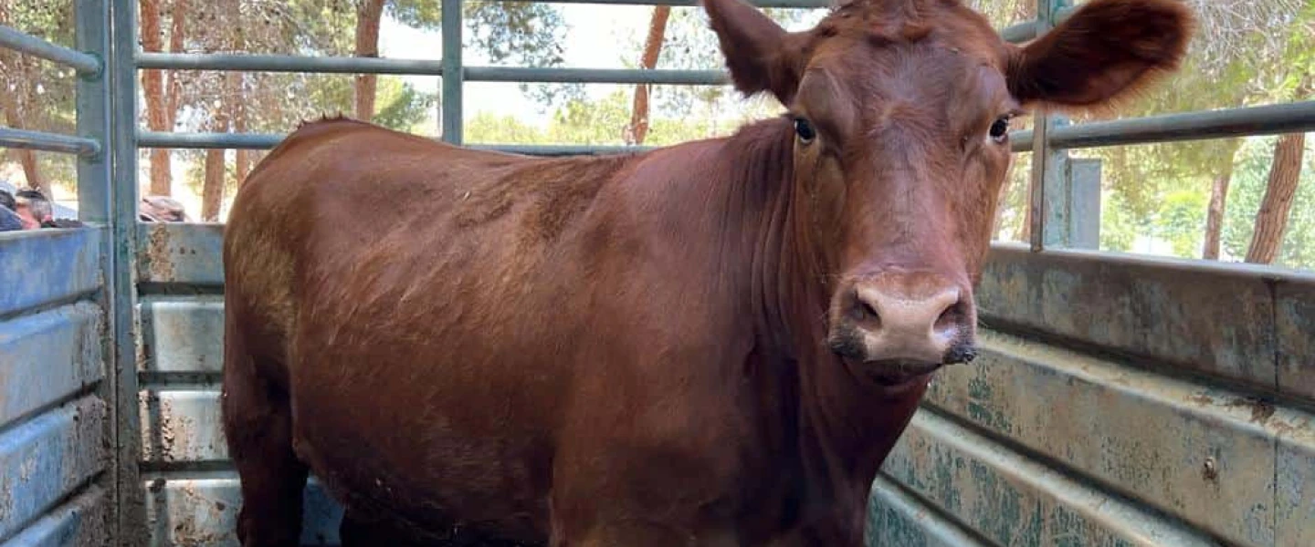 The red heifer in its new home at the Ancient Shiloh heritage site. Credit: Binyamin Regional Council.