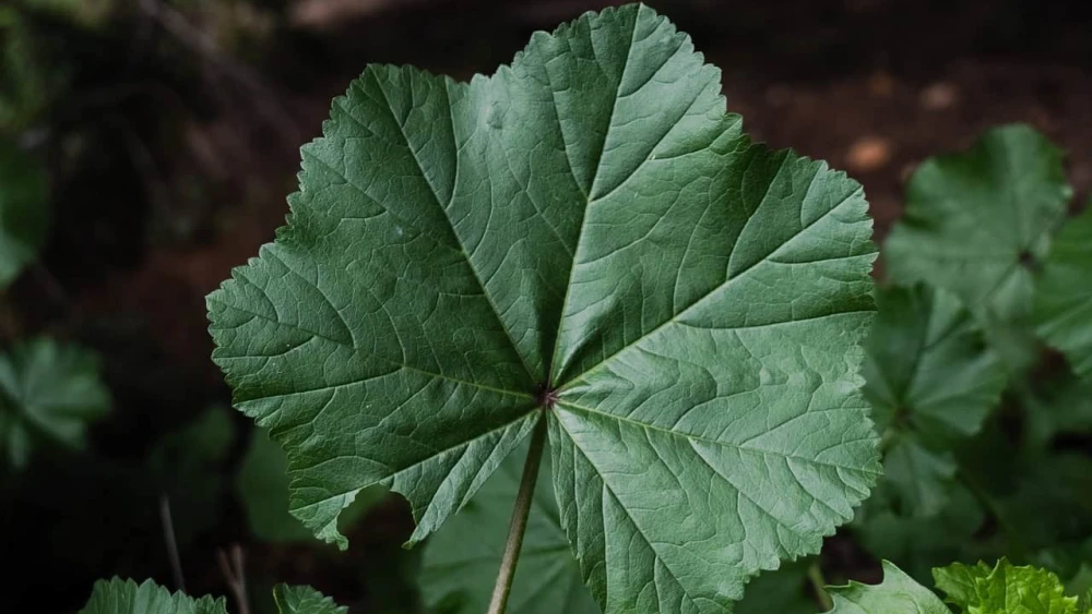 Mallow Leaf