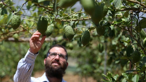 In July 2013, Jewish farmer Shneur Naparstek inspects his crop of etrog fruits in an orchard in the village of Kfar Chabad in central Israel. Credit: Nati Shohat/Flash90.