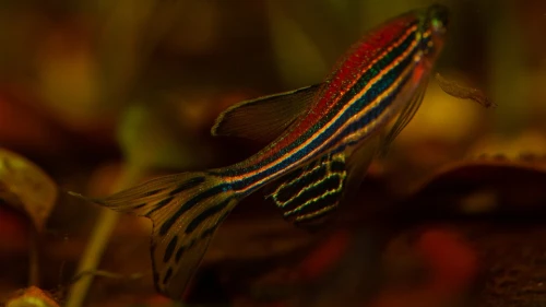 Experimenting on zebrafish is a stepping stone to understanding the human brain. Credit: Pixbay.