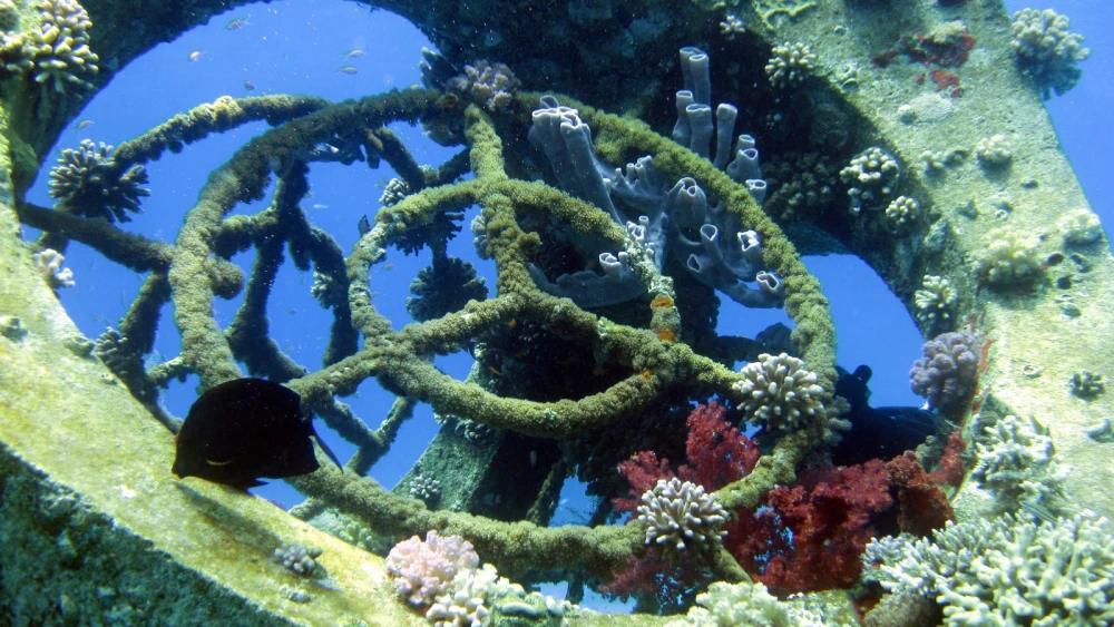 The Tamar artificial coral reef off Eilat. Photo by Paul Driessen.