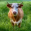 Bull. Credit: Pixbay.