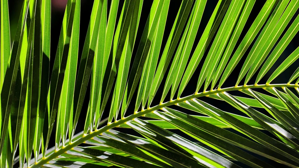 Palm frond. Credit: manfredrichter/Pixabay.