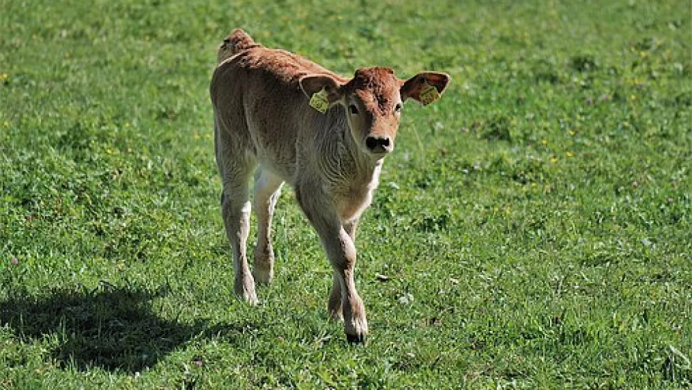 Calf. Credit: Pixabay.
