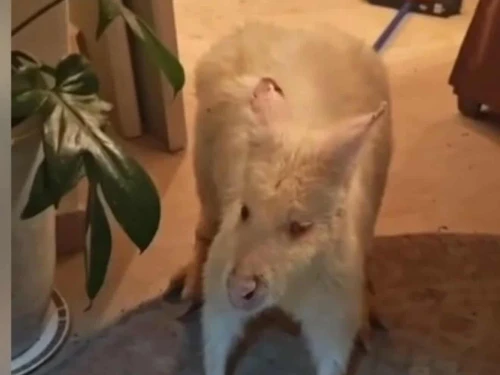 Albino kangaroo in Tel Aviv