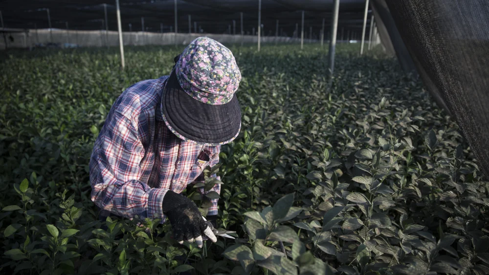 A Thai worker picks decorative flower leafs in Kibbutz Sde Nitzan, near Israel's border with the Gaza Strip, July 20, 2014. Photo by Hadas Parush/Flash90.