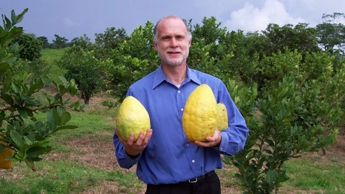 Darrell Zaslow poses with massive etrog fruits that he grew. Credit: Courtesy.