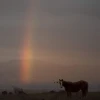 Wild horses graze at sunrise overlooking the Hula Valley, near Route 978 in the Israeli Golan Heights, Nov. 27, 2024. Photo by Michael Giladi/Flash90.