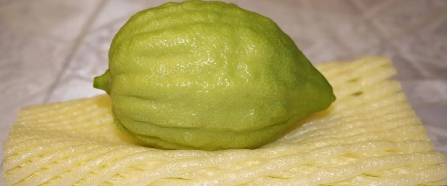 Etrog. Credit:/Pixabay.