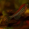 Experimenting on zebrafish is a stepping stone to understanding the human brain. Credit: Pixbay.