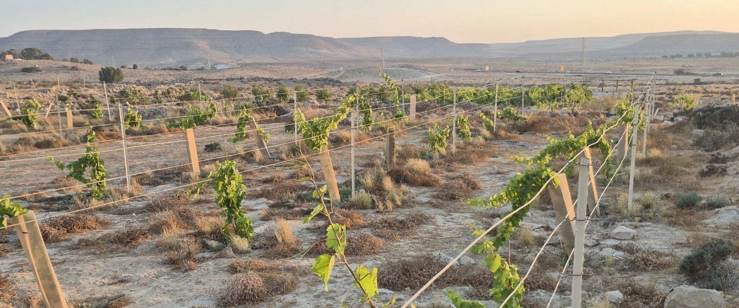 Ancient grape varieties grow in the Negev Desert as part of an Israeli project to revive wines with roots dating back more than 1,000 years, September 2026. Photo by Lior Schweimer.